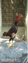 Turkish hint male