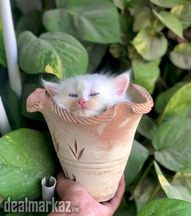 Pure white persian 2 month female kitten
