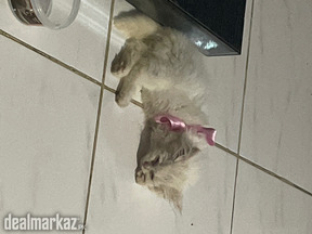 Female Persian multicoloured cat