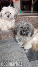 Shih tzu for rehoming
