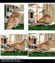 Red opal diamond dove white grey java