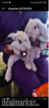 Holland lop rabbits red eyes big hair