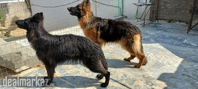 German Shepherd dogs for sale