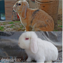 Holland lop breeder pair / punch face