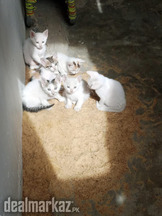 Cat and her kids need a home