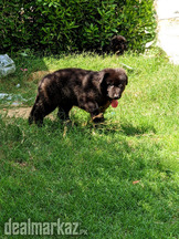 2 months old Black German shepherd puppy