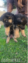 German Shepherd Long Coat Studs