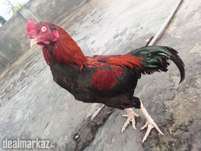Aseel murga (high quality) in Rawalpindi