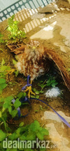 golden eagle folcon