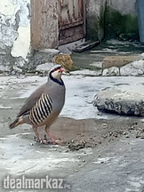 Male chakoor islamabad