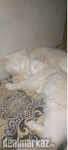 Persion cat double coat