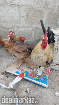 Misri Chickens and Chicks for Urgent Sale