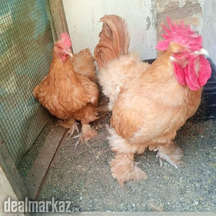 Heavy golden buff pair for sale best egg laying chicken