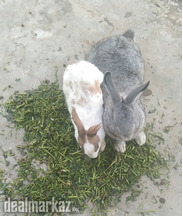 Beautifull rabit bunny.