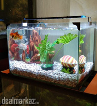 DHC Aquarium Services