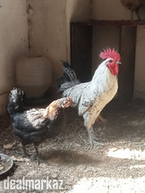 4 Hen 1 Cock Urgent Sale