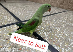 Raw Parrot (2 Birds)