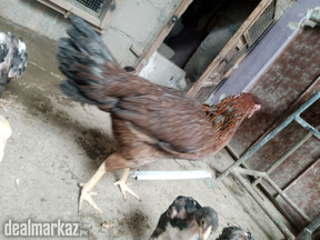 Aseel murgi aseel hens aseel egg aseel chicks