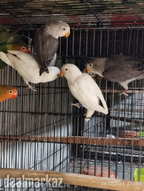 Love birds looking for new home