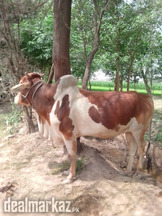 Beautiful bull for sale