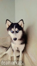 Husky breeding pair for sale