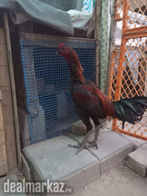 Thi Aseel For Sale In Very Responsible Price