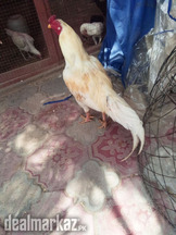 Aseel murgay and aseel chicks