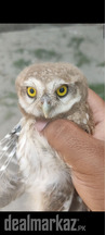 Urgent Baby Owl For Sale