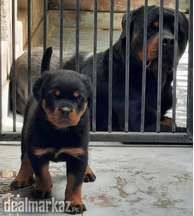 Pedigree rottweiler female puppy available from top bloodlines