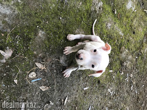 Puppies for sale