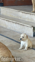 British labrador puppies punch face heavy bone