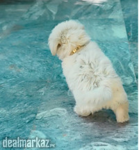 Tribetan Terrier Puppy 1.5 months