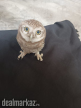 Baby owl for sale