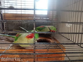 Breeder pair RaaW, Albino Red eyes splits
