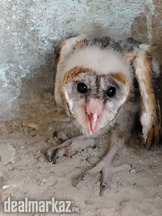 Barn owl baby for sell