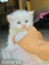 Kitten Persian for sale