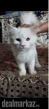 Persian cat 3 to 4 months