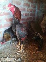 Aseel Murgha (Hen)