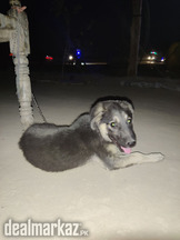 German shepherd
