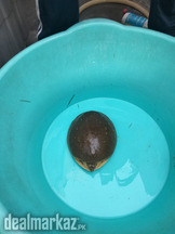 Turtle/tortoise/Indian flapshell turtle