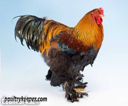 Light brahma and golden Partridge brhama chicks