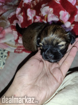 Cute puppy finding new home