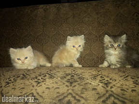 Persian Kittens