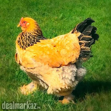 Buff brahma breeder female