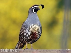 California quail breeder pair