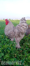 Coco brahma 1+3 egg laying set