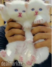 White Persian Kitten Fully Active & Playful Available