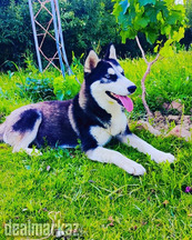Siberian husky female 6 months