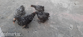 Coco bantam Milli fleur chicks for sale