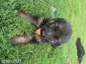 German shepherd puppies for sale